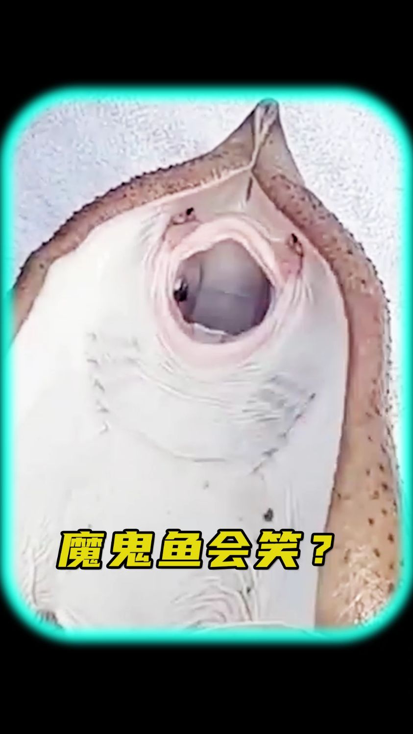 魔鬼鱼为什么会笑