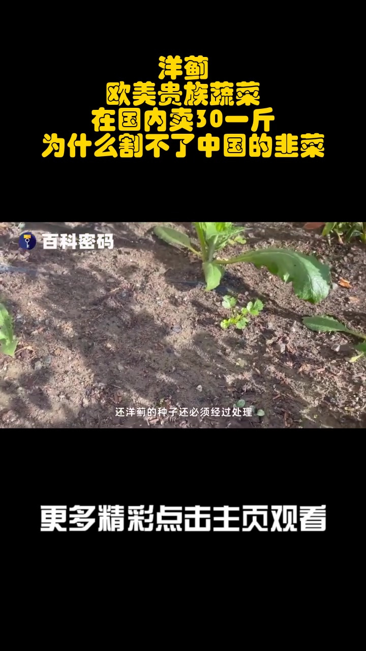 洋蓟:欧美贵族蔬菜,在国内卖30一斤,为什么割不了中国的韭菜?_5