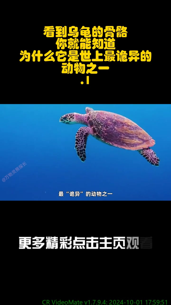 看到乌龟的骨骼,你就能知道,为什么它是世上最诡异的动物之一!1_1
