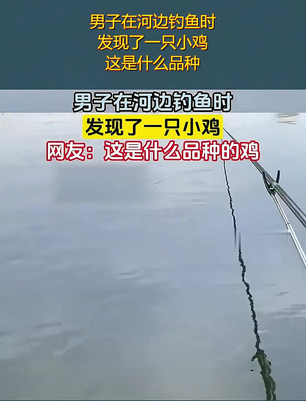 男子在河边钓鱼时,发现了一只小鸡,这是什么品种?