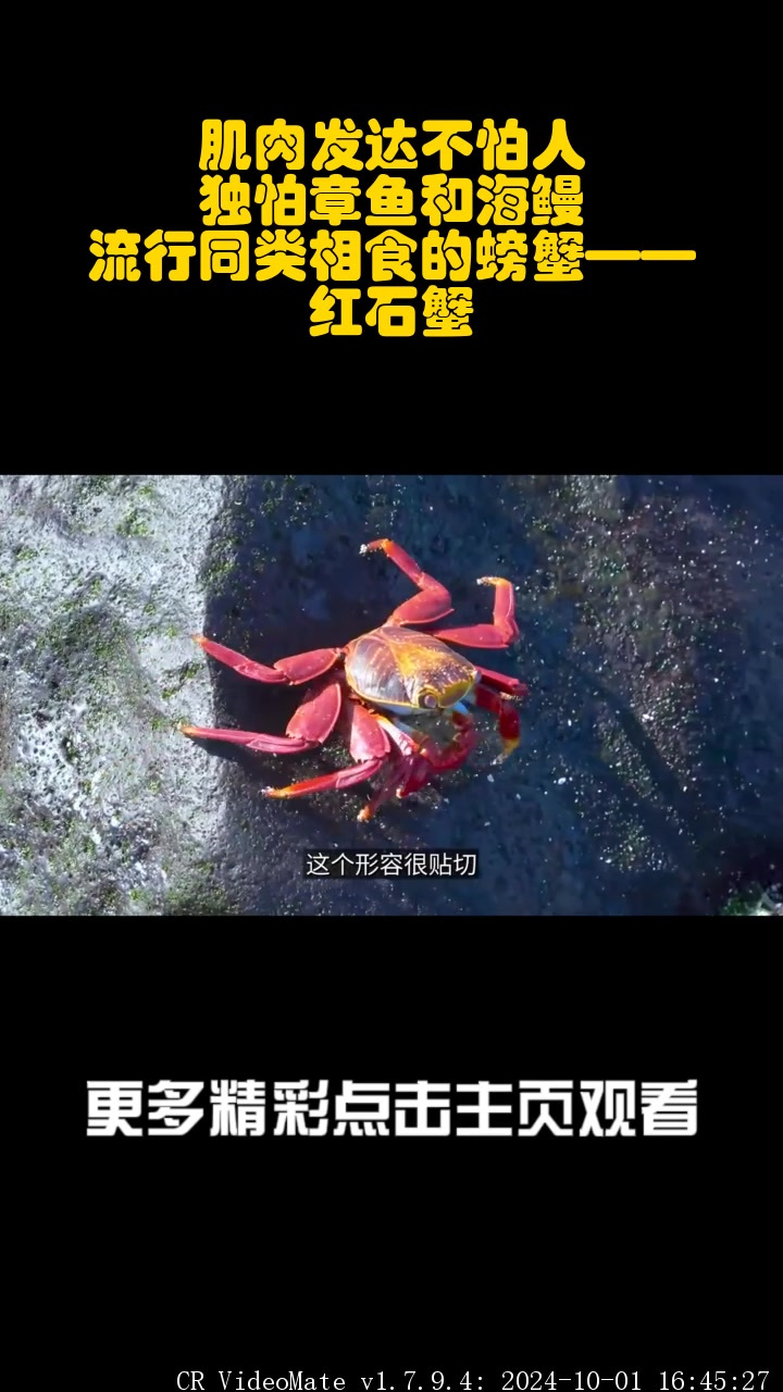 肌肉发达不怕人,独怕章鱼和海鳗!流行同类相食的螃蟹——红石蟹_5