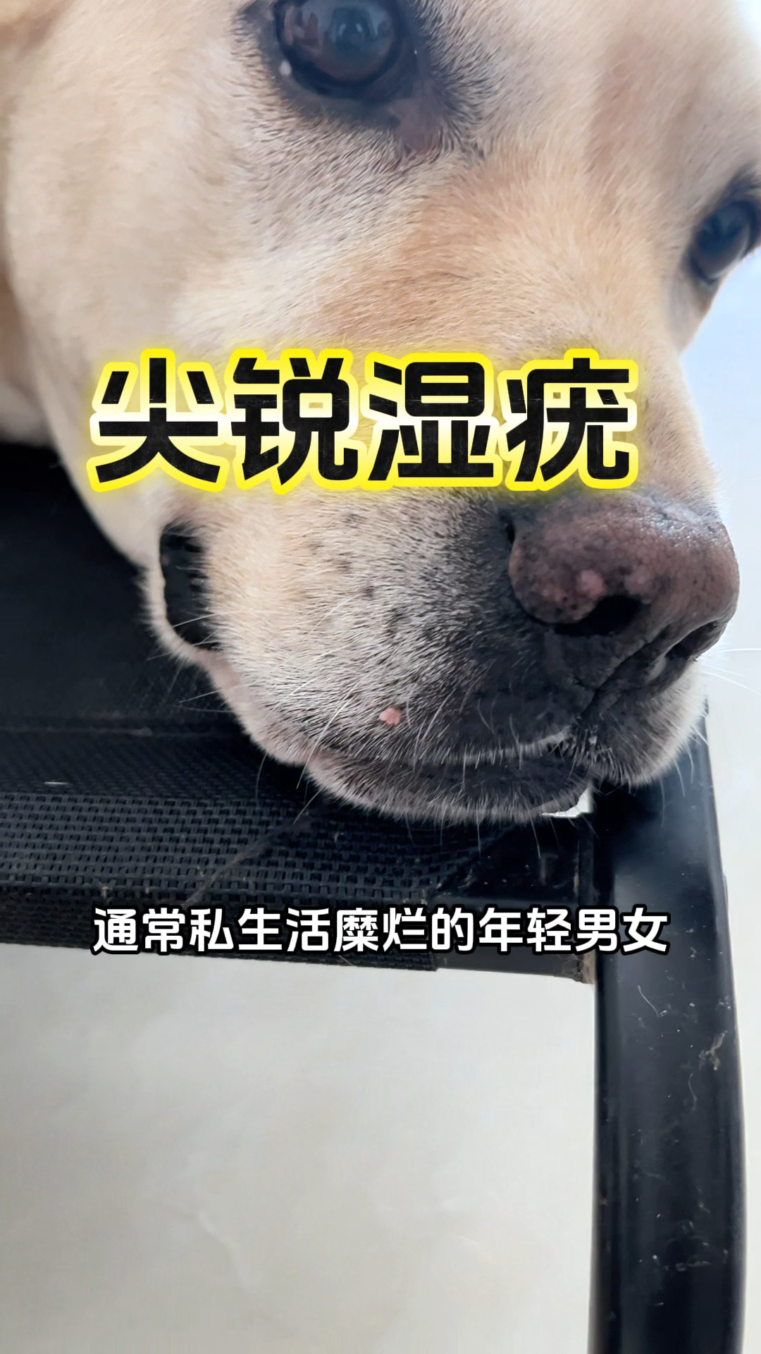 咱就说,谁家好狗嘴上长菜花啊!