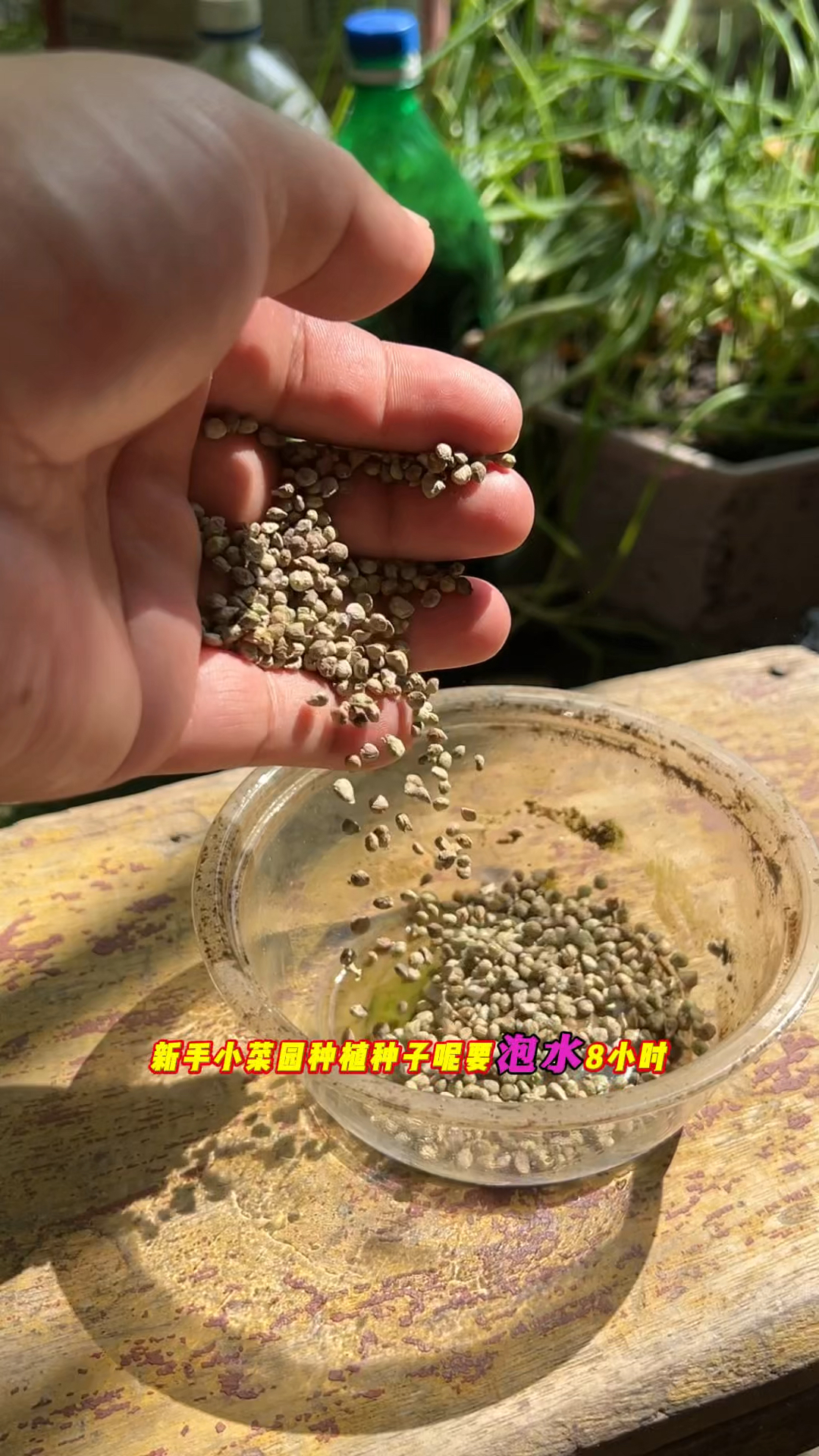 越冬菠菜种植应该注意什么?