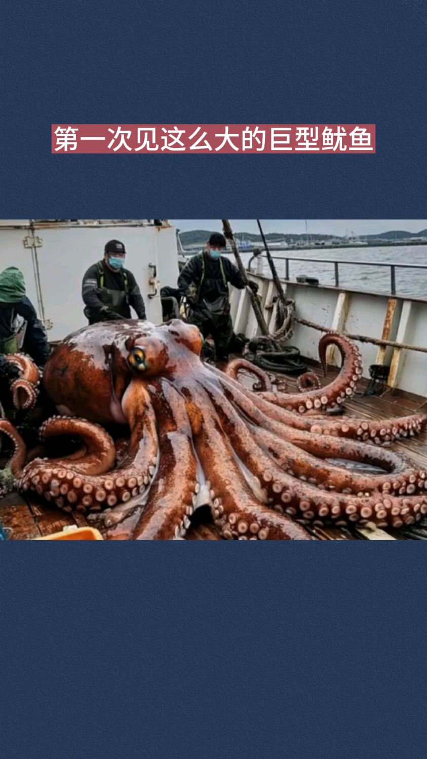第一次见这么大的巨型鱿鱼