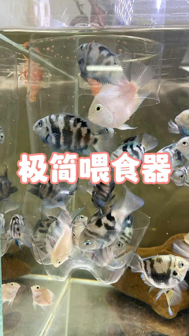 极简喂食器,#水族 #养鱼 #diy