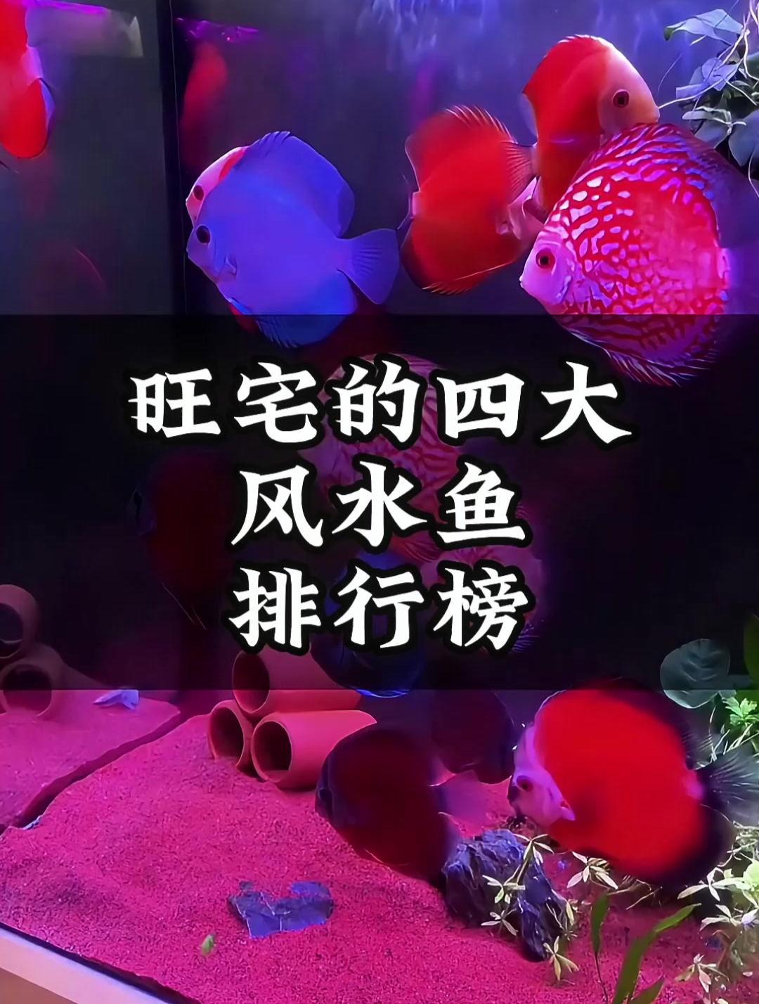 适合家养的四种鱼,既易养又具好寓意!