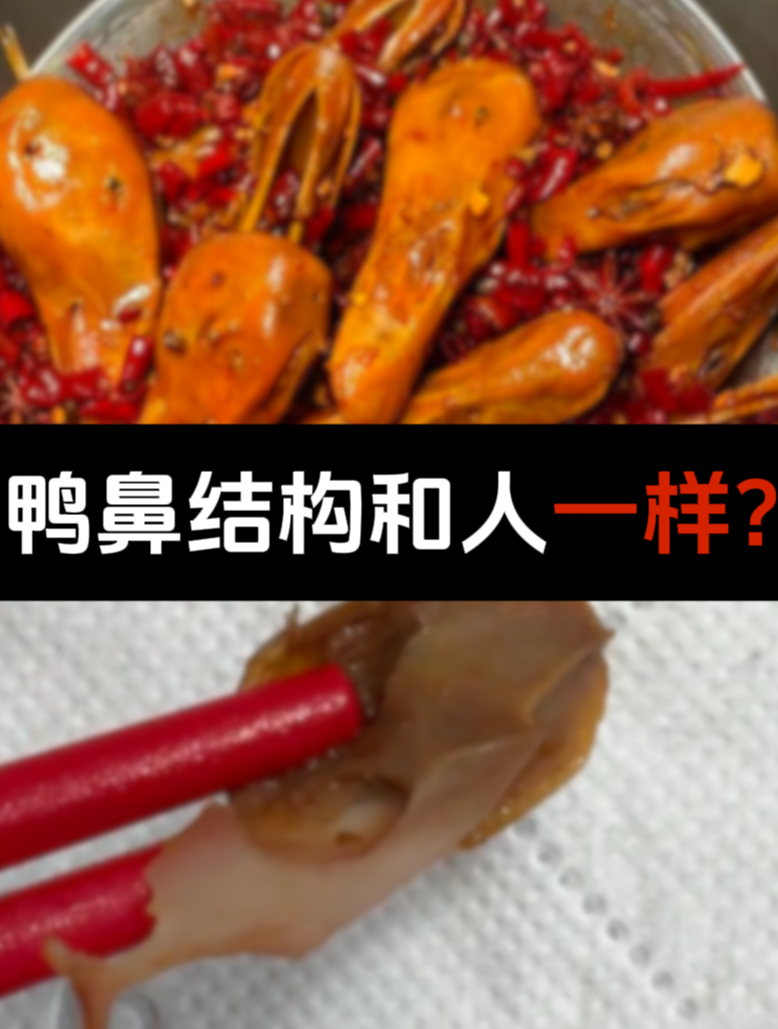 鸭鼻和人鼻结构是一样的,你知道吗?