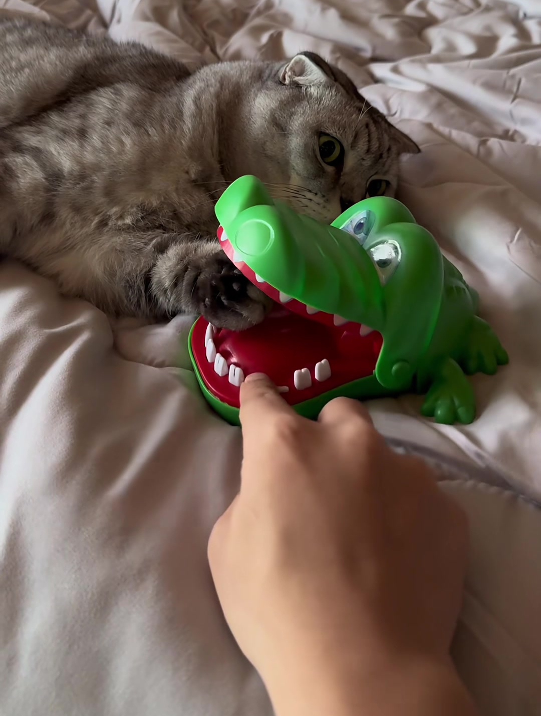 主人和猫咪玩鳄鱼玩具,开始将小猫的爪爪放在鳄鱼嘴里