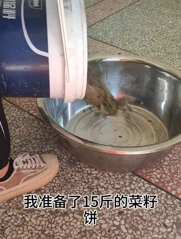 今天教你用菜籽饼发酵制作有机肥,轻松种出健康有机蔬菜