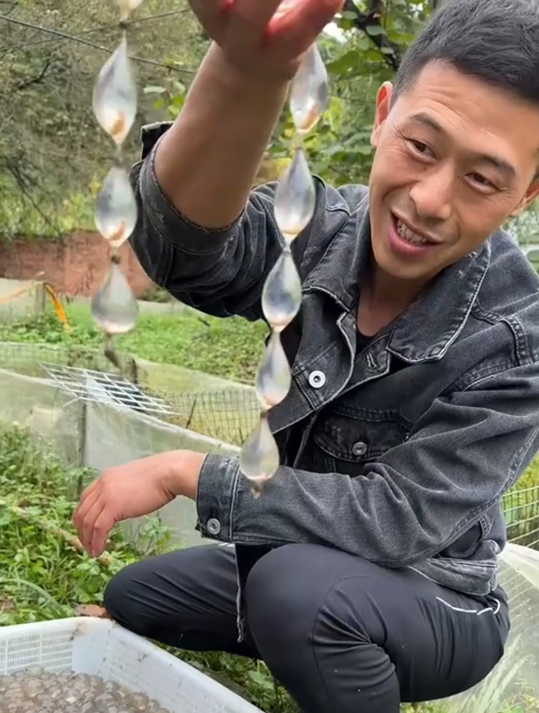 娃娃鱼的卵像是一串珍珠,真的太奇特了