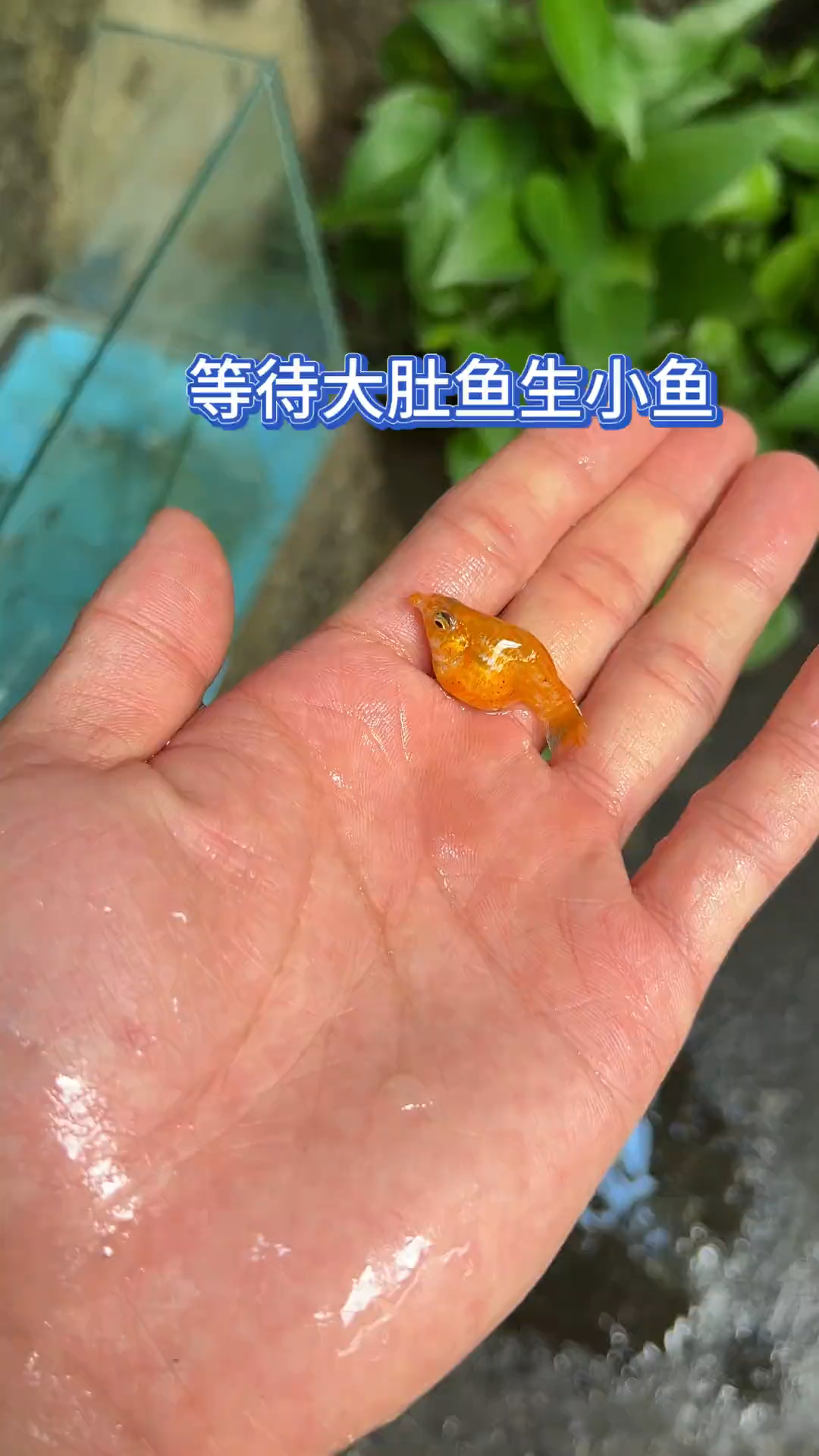 等待大肚鱼生小鱼?