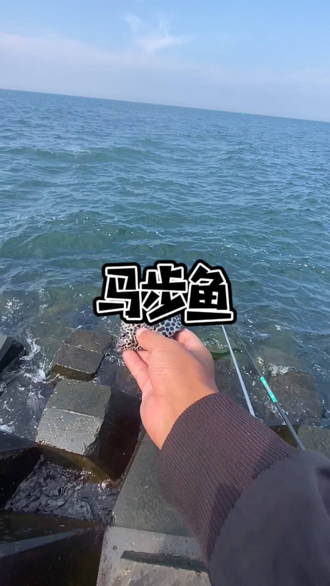 钓马步鱼,正经的活马步鱼!见过吗!