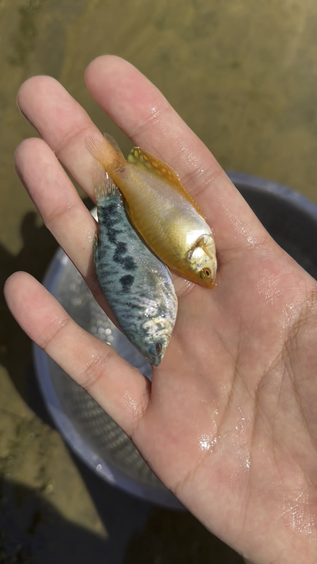 黄色和蓝色的鱼儿之前也没见过