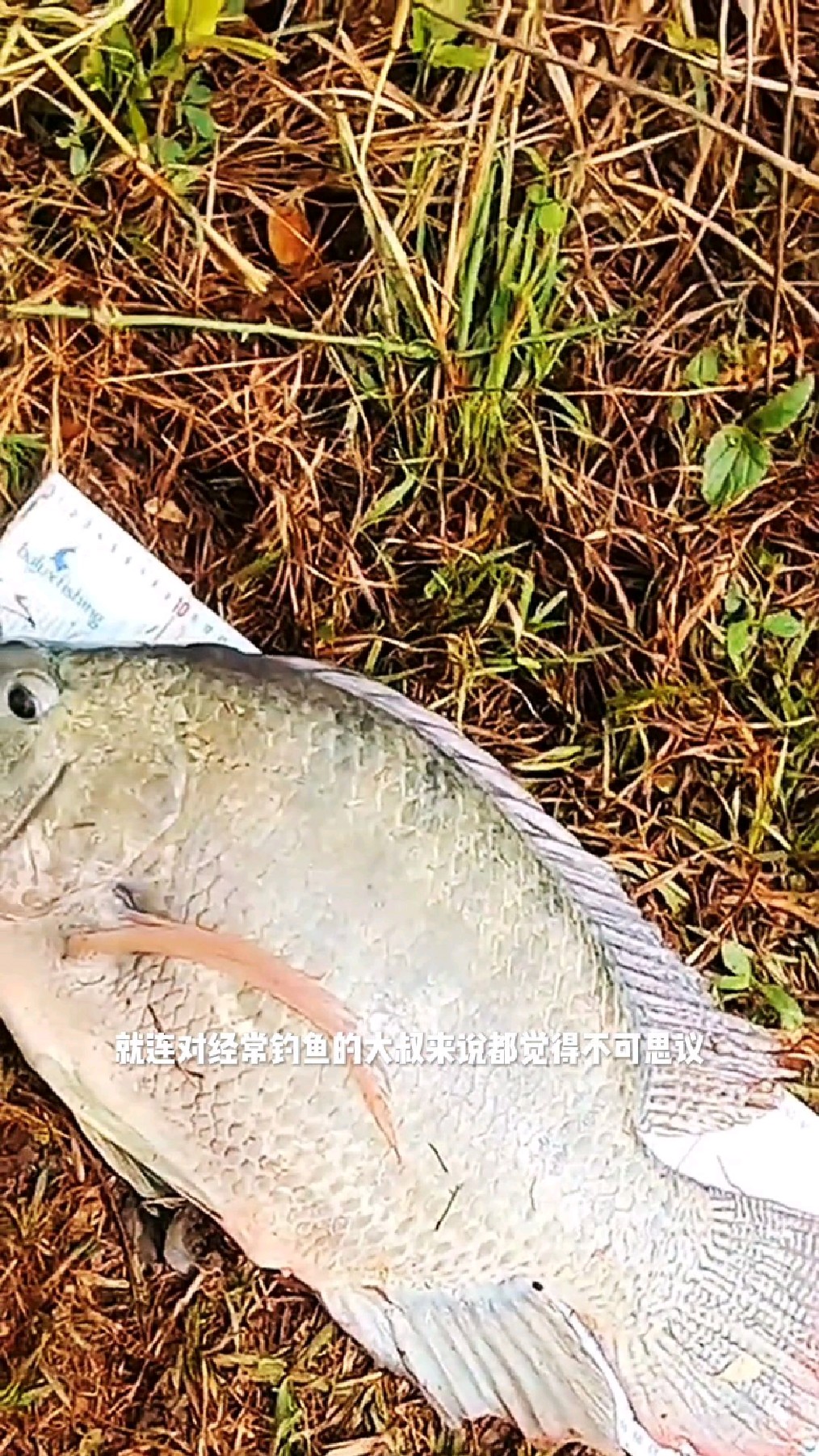 60厘米长,见过这么大的罗非鱼吗?