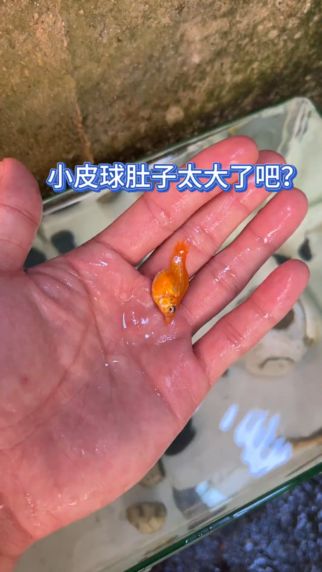小皮球鱼肚子也太大了吧?