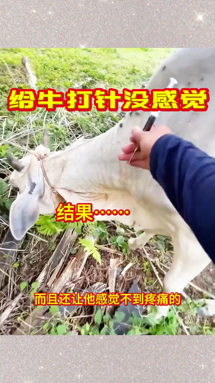 给牛打针没感觉,居然一动不动