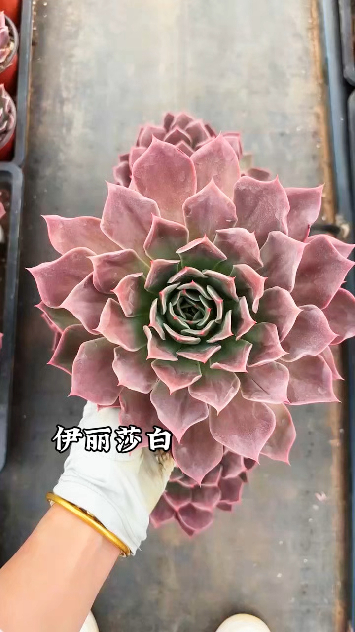 多肉植物品种,伊丽莎白