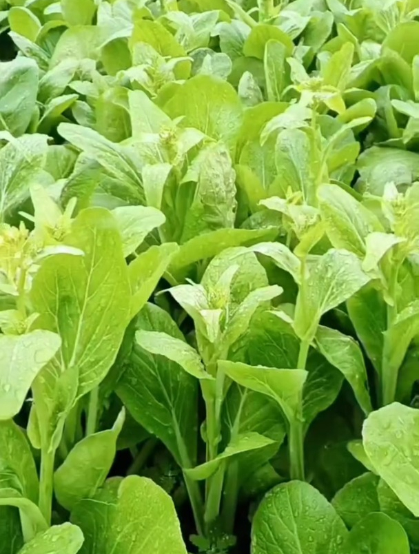 优质高产白菜苔易种好管理,病虫害少,可多茬采收