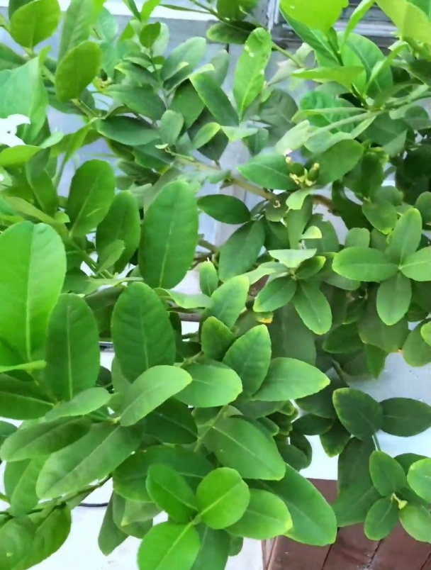 客户庭院自动化菜园规划案例一。叶菜,果菜完美搭配