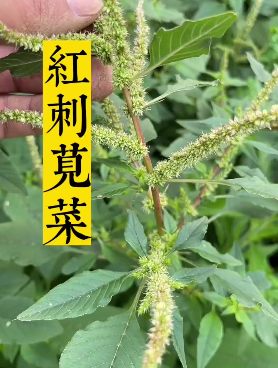 农村路边常见的红刺苋菜