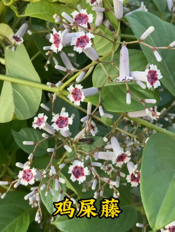 鸡屎藤,它有什么用处呢?