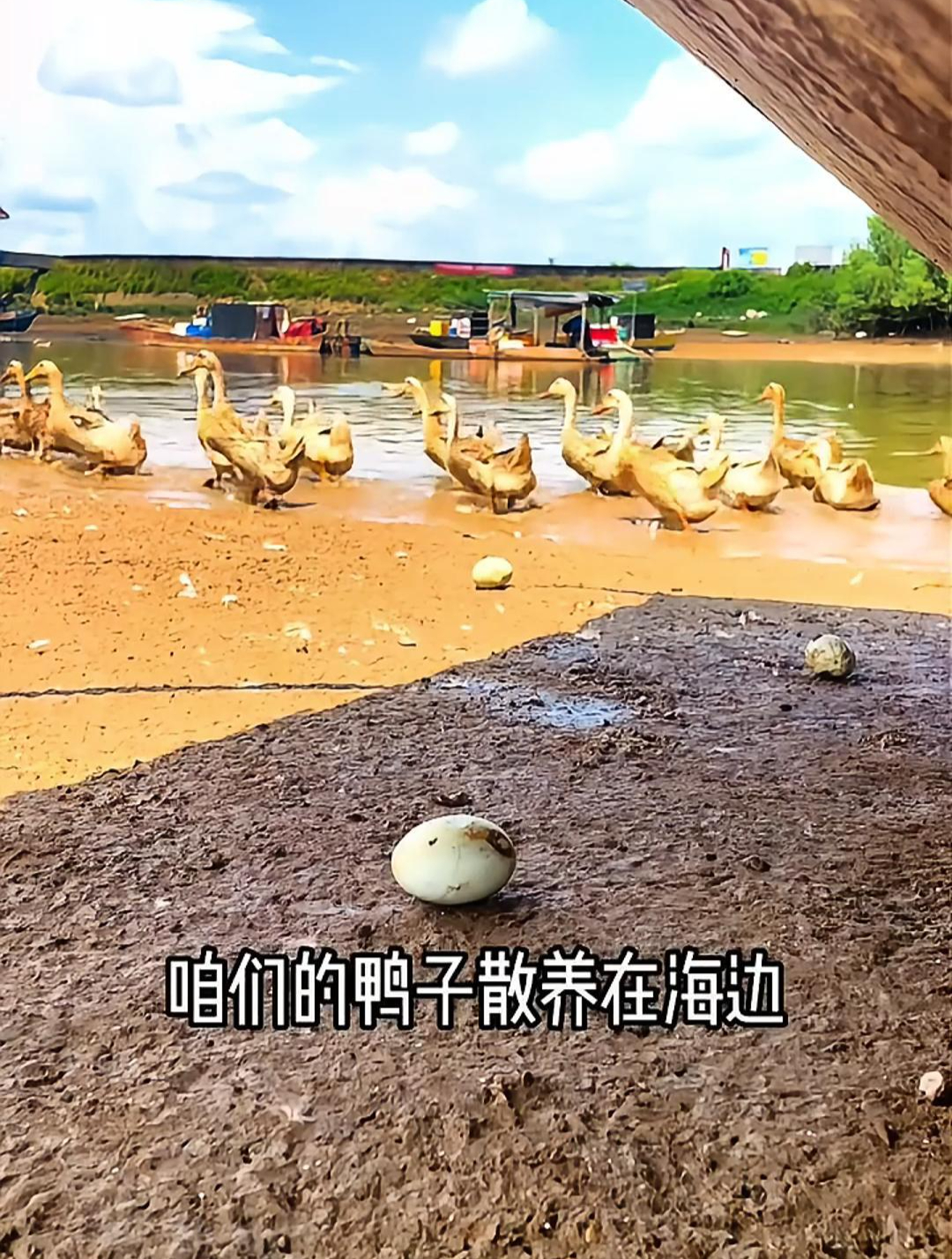 震惊到我了?海鸭子竟然吃小鱼小虾长大的,产出的鸭蛋还个个流油