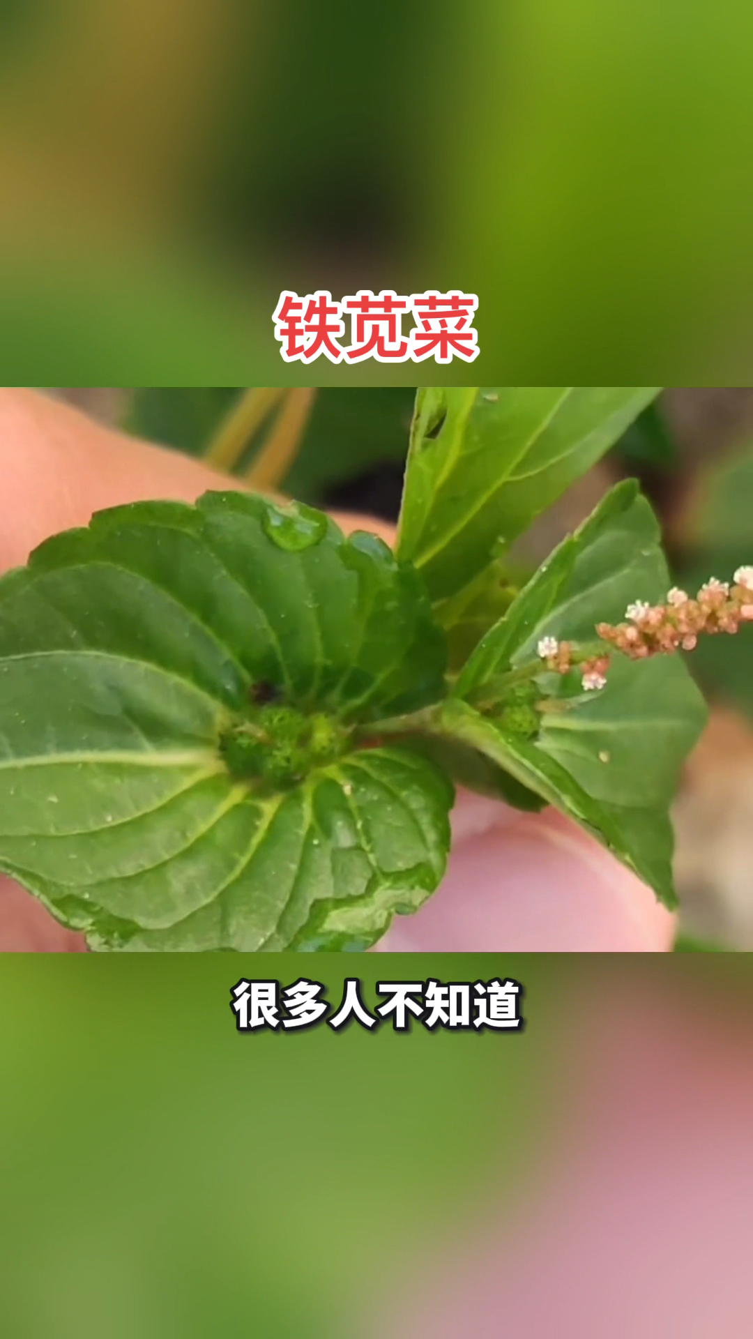 植物科普,铁苋菜。