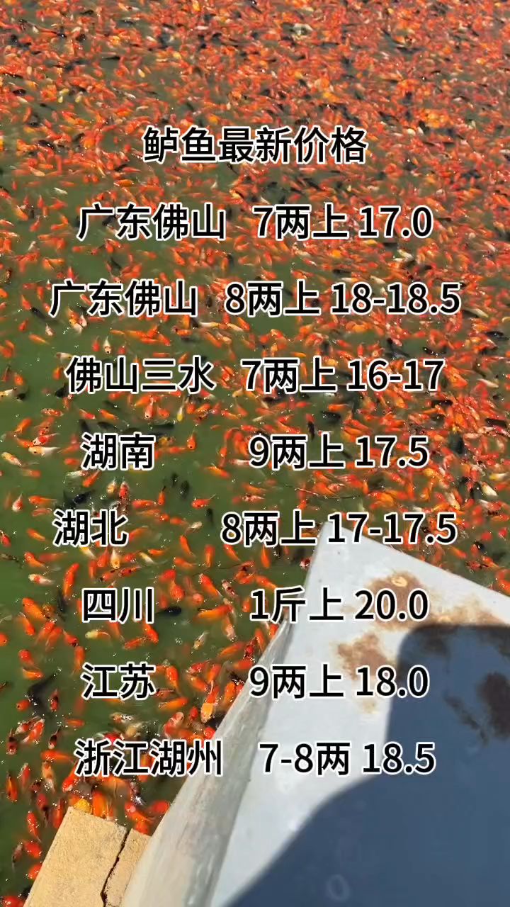 鲈鱼最新价格表,
