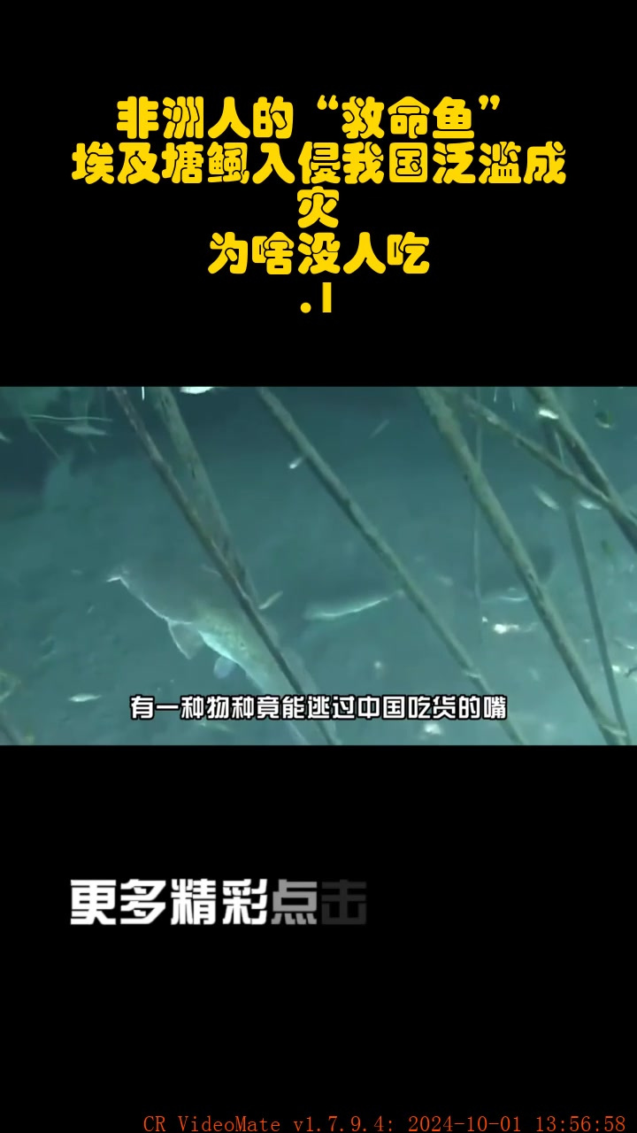 非洲人的“救命鱼”,埃及塘鲺入侵我国泛滥成灾,为啥没人吃?1_1