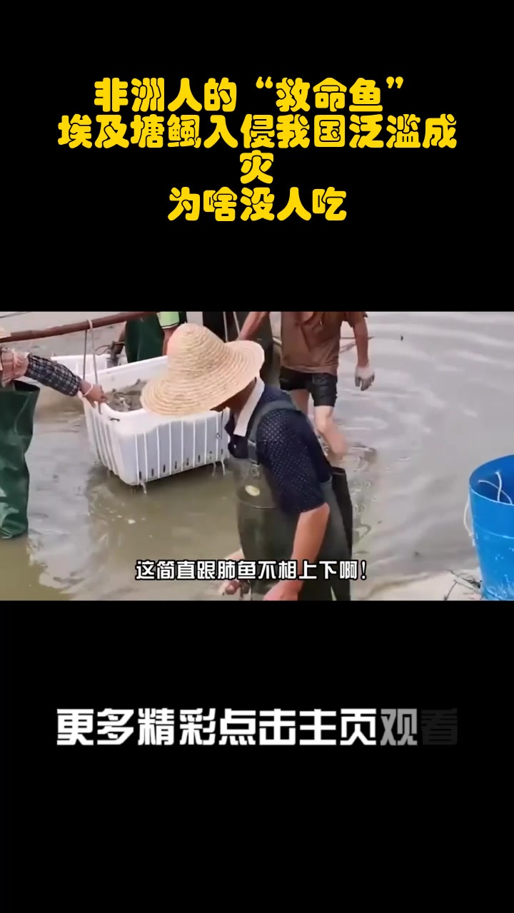 非洲人的“救命鱼”,埃及塘鲺入侵我国泛滥成灾,为啥没人吃?_3