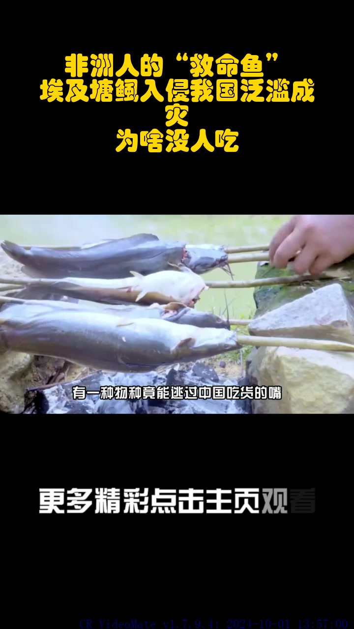 非洲人的“救命鱼”,埃及塘鲺入侵我国泛滥成灾,为啥没人吃?_1