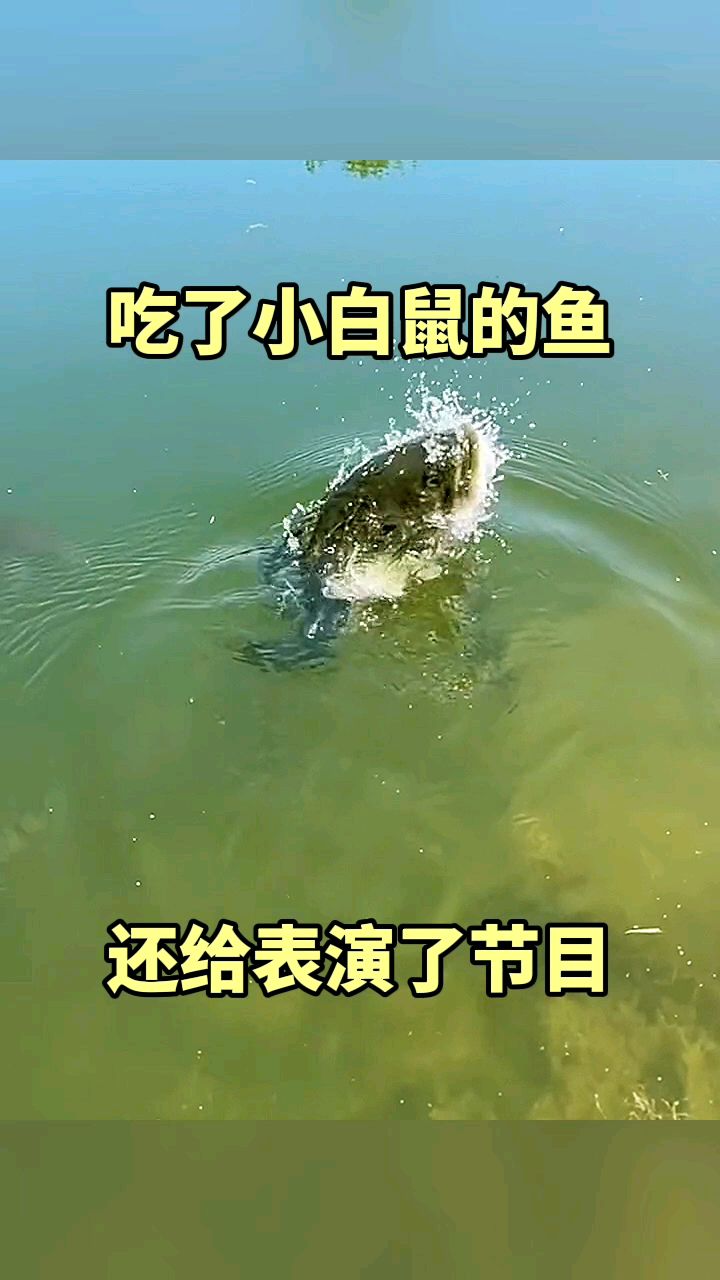 吃了小白鼠的鱼,还给表演了节目!