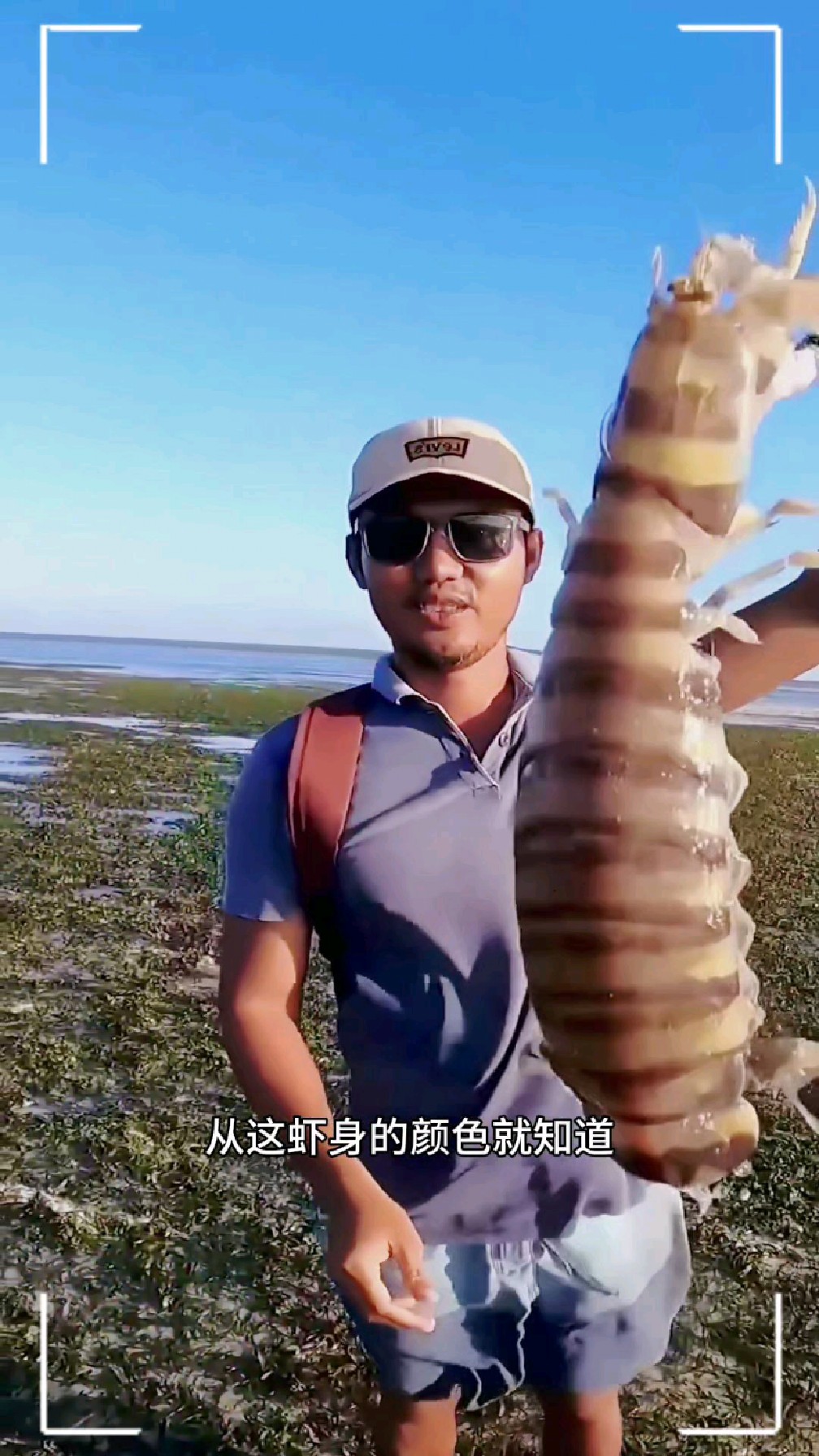 退潮后的海滩捕捉斑马皮皮虾,每一只都是满膏满黄的极品好货