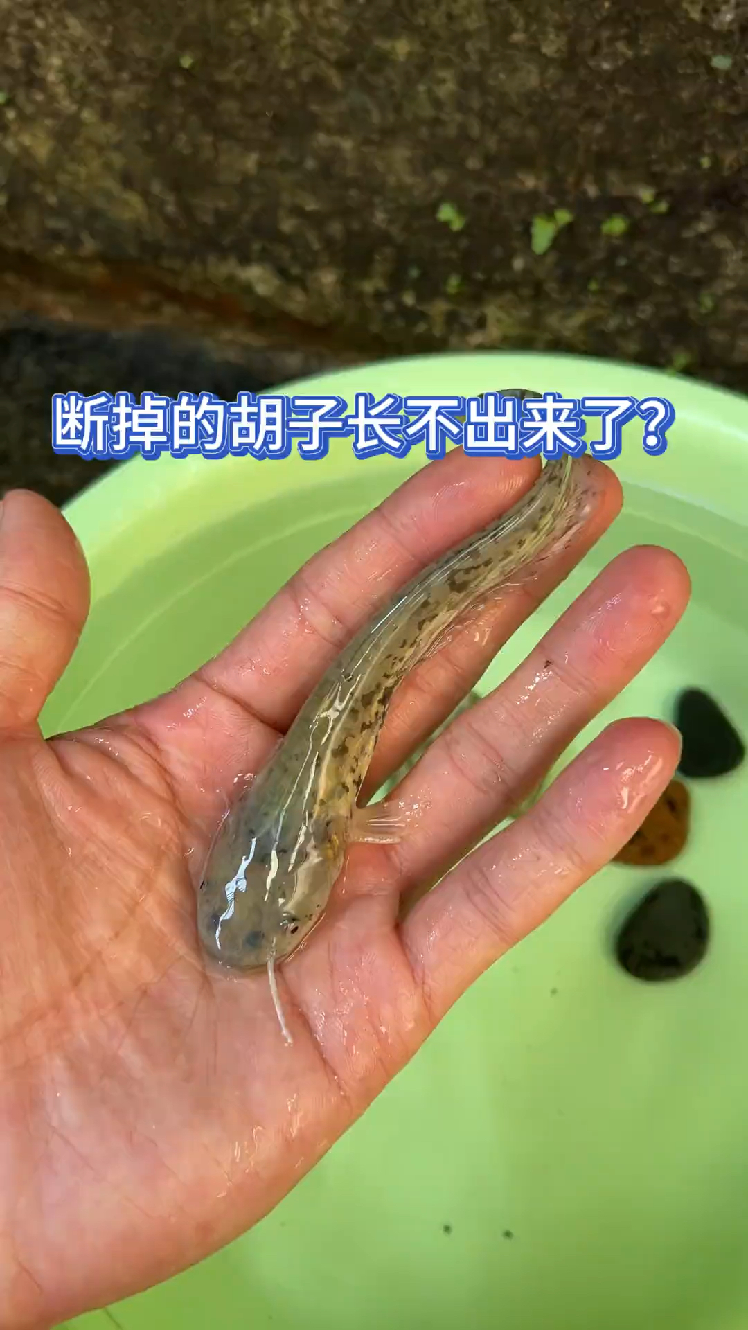 鲶鱼的胡子之后长不出来了?