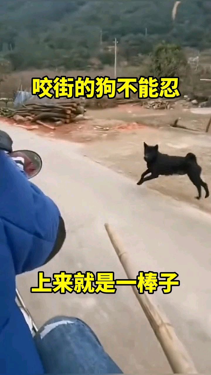 咬街的狗不能忍,上来就是一棒子!