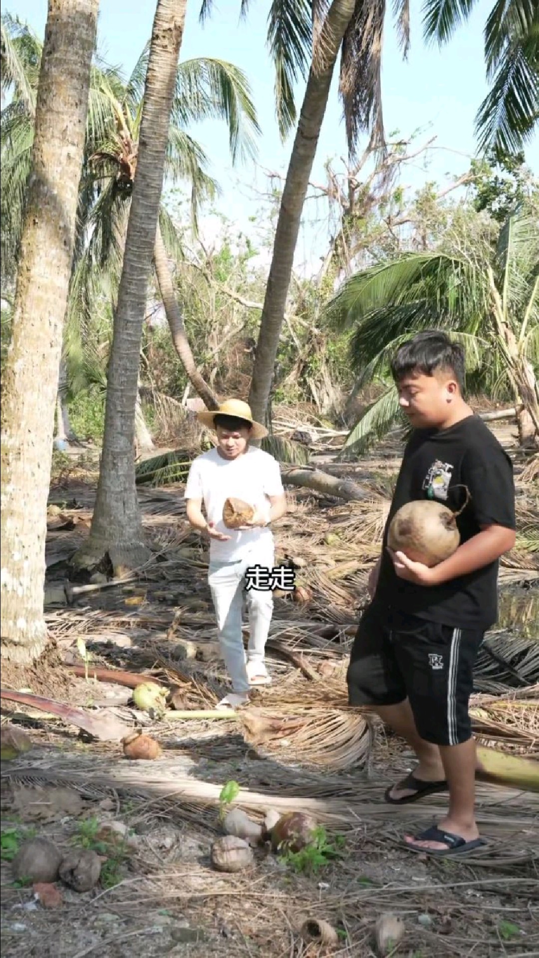 今天三兄弟捡点老椰子搞成椰奶,回去弄椰奶鸡屎藤粿仔吃!
