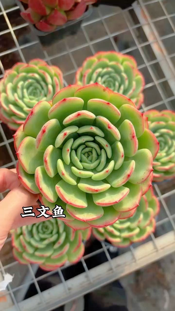 多肉植物品种图鉴,三文鱼