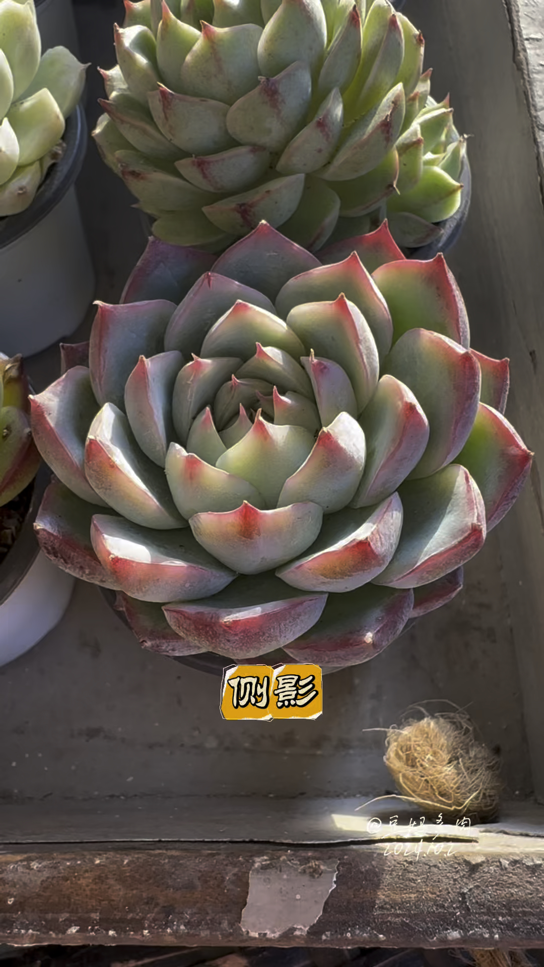 莲花座小多肉,养护注意事项