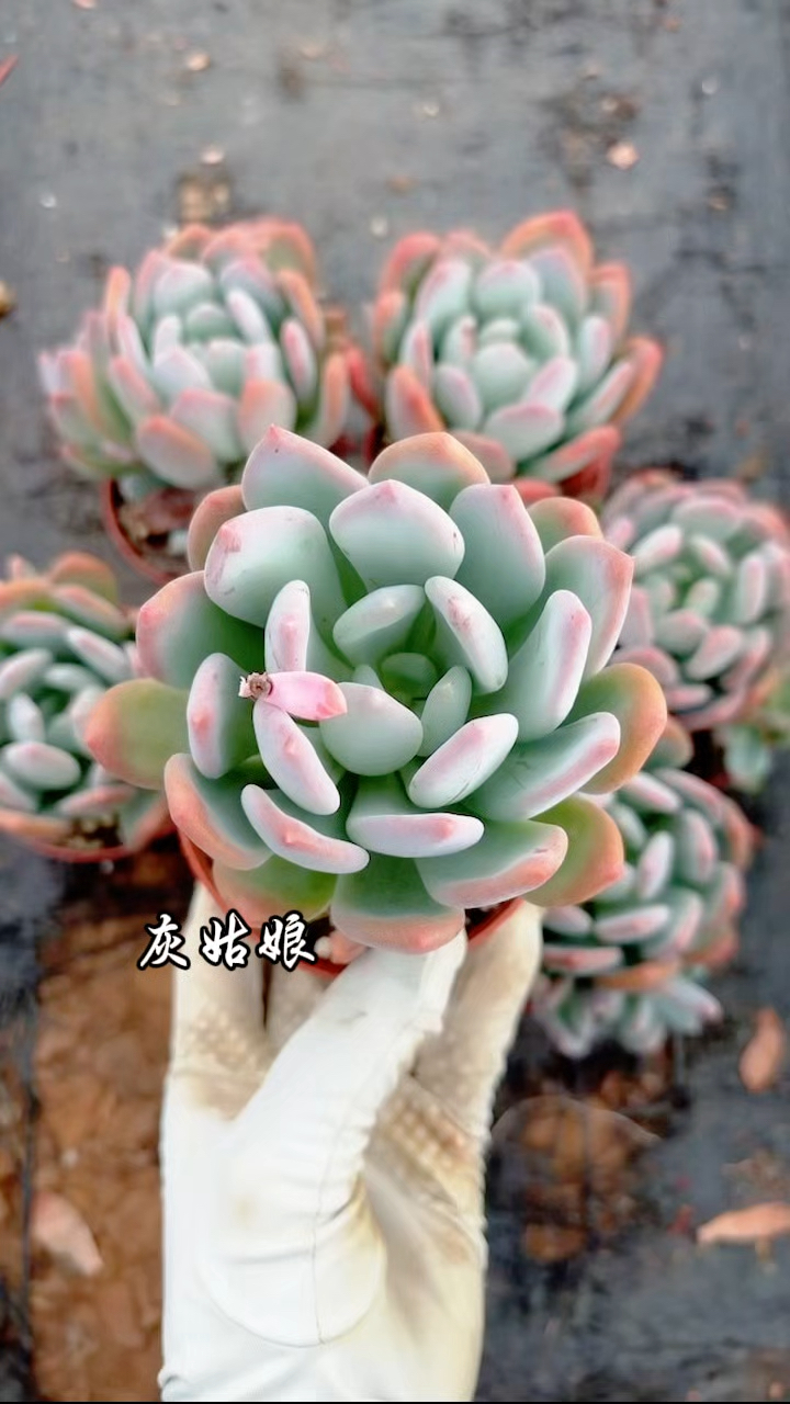多肉植物品种图鉴,灰姑娘