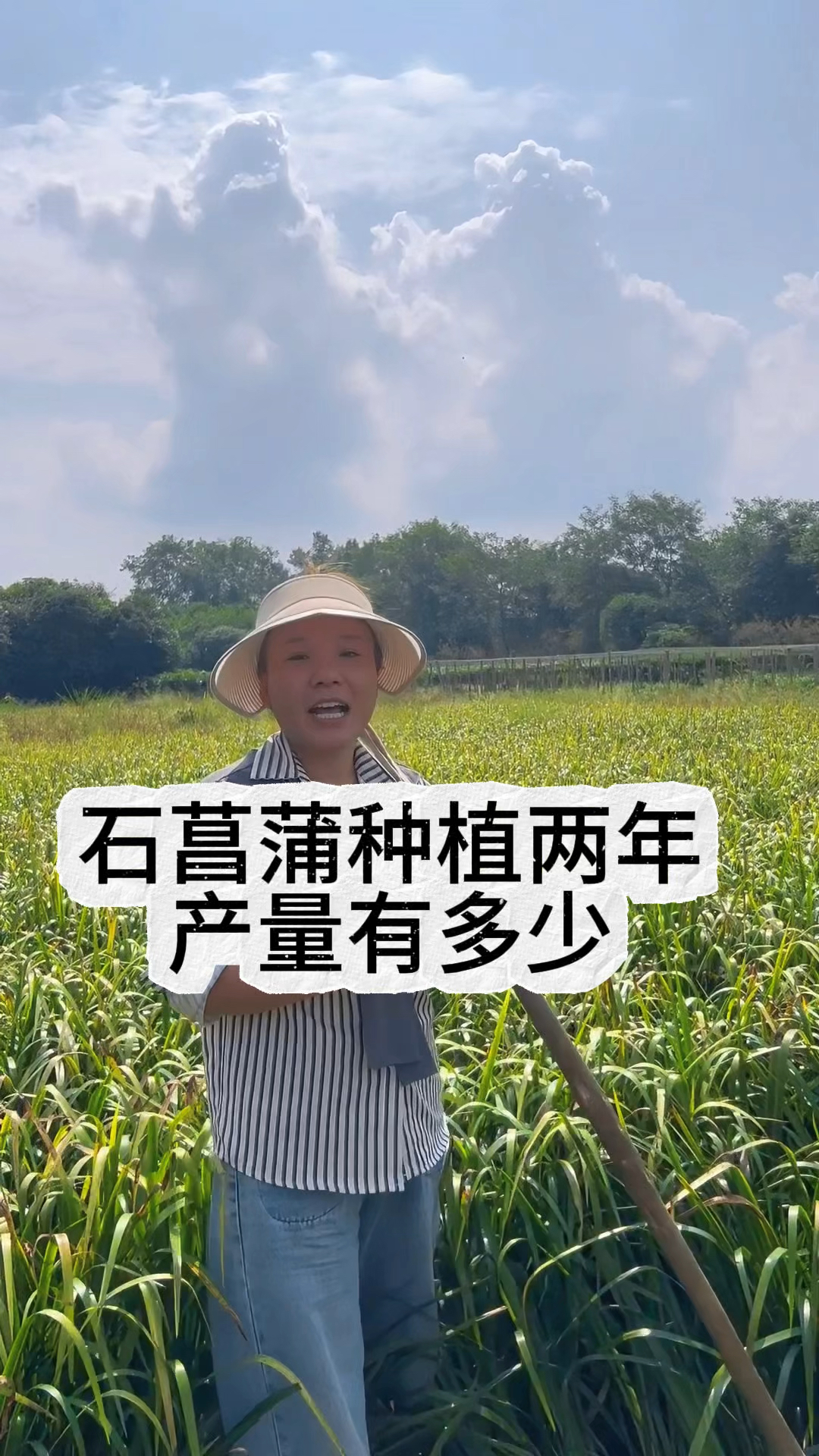 农村最值钱的草,种植一亩地两年的时间就有几万块钱收益