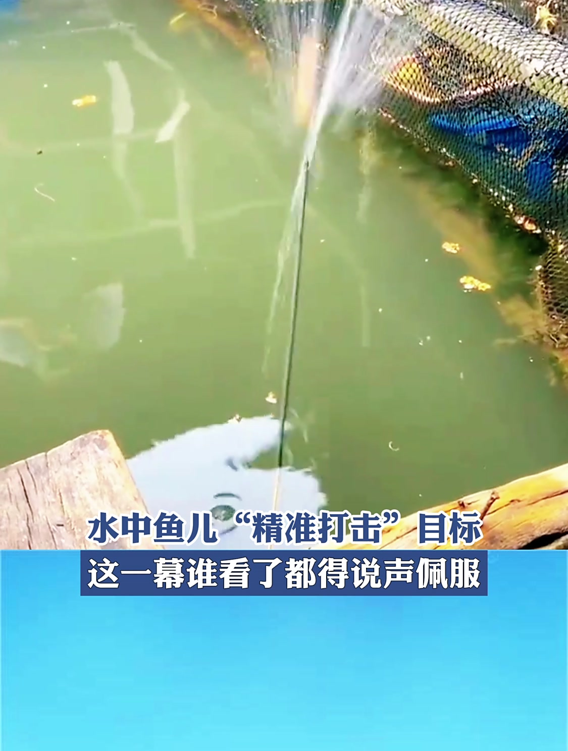 水中鱼儿“精准打击”目标,这一幕谁看了都得说声佩服!