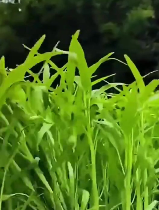 空心菜怎么种植,你知道吗?