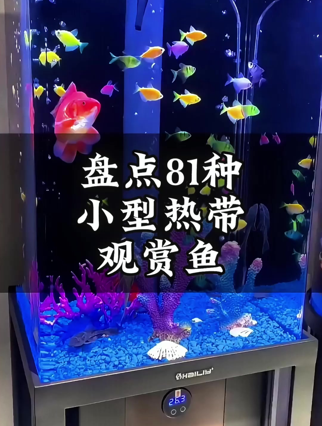 81种小型观赏鱼全览,你认识多少种?