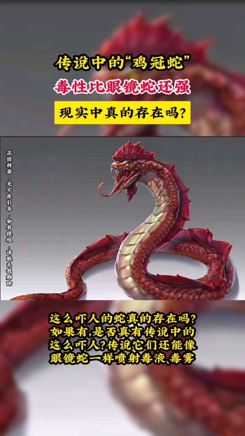 传说中的“鸡冠蛇”,毒性比眼镜蛇还强,现实中真的存在吗?