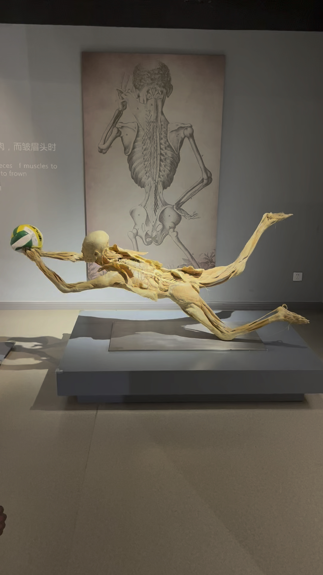 内脏位置展示和科普,换个角度看人体内脏分布