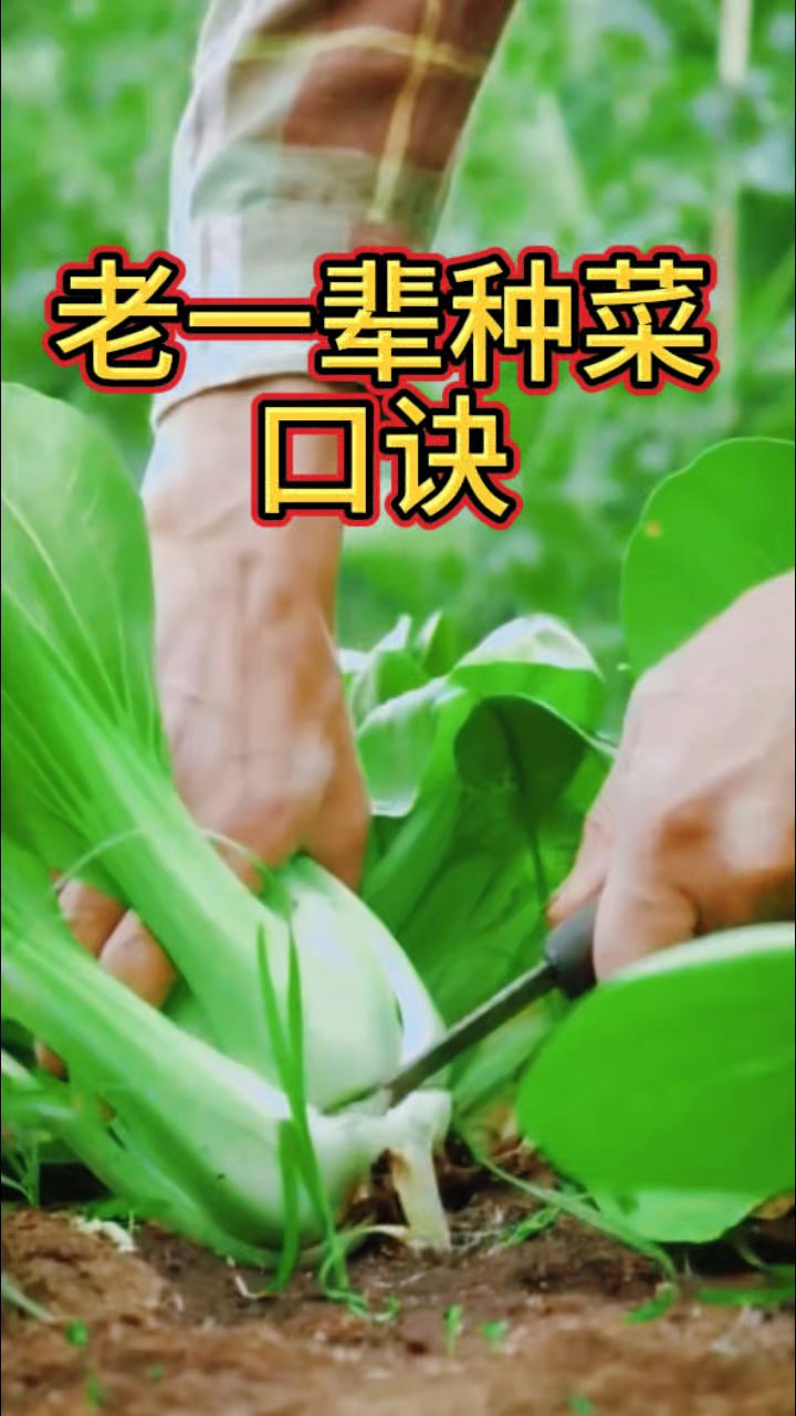 老一辈留下来的种菜口诀