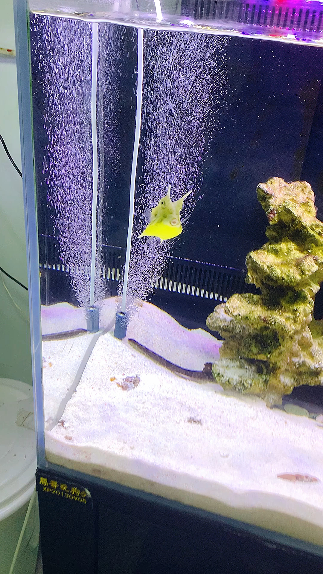 非常可爱的海水鱼