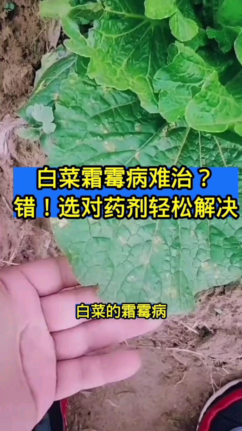 白菜霜霉病就用烯酰氰霜唑