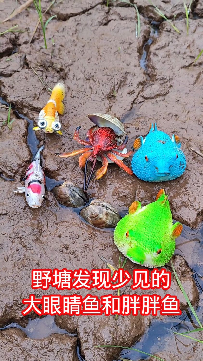 野塘发现少见的大眼睛鱼和胖胖鱼