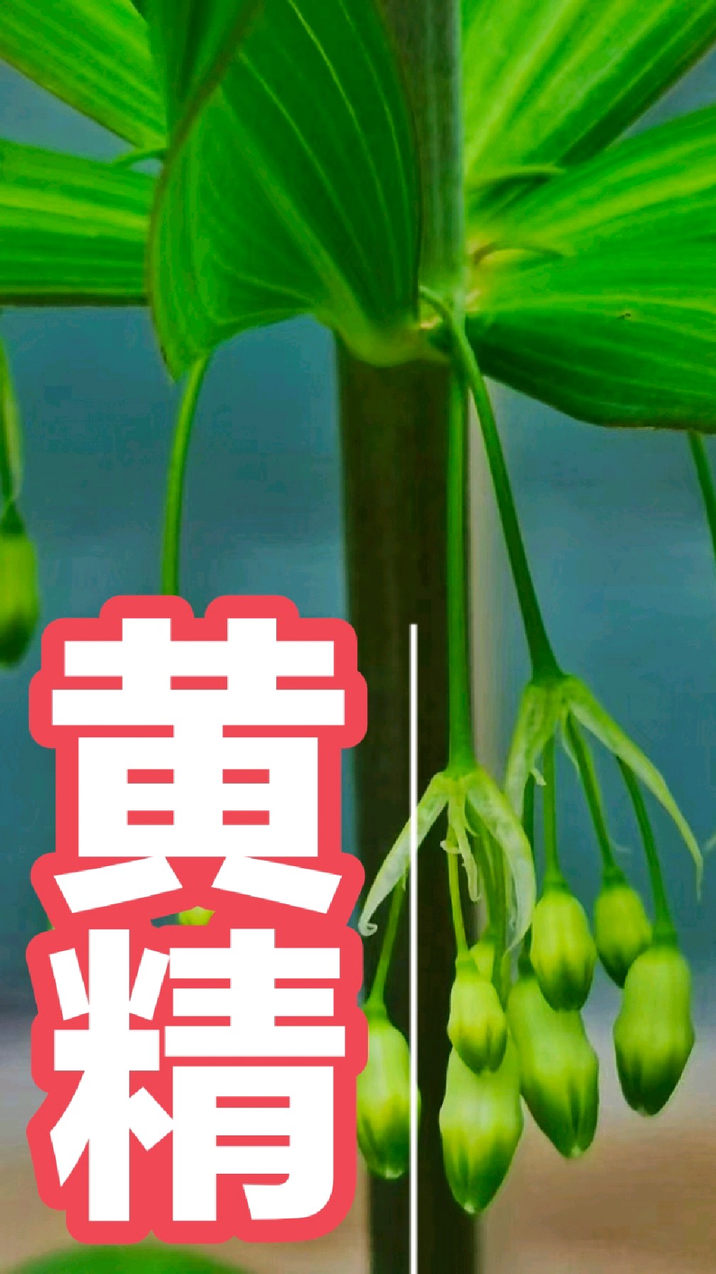太阳之草~鸡头参 #植物科普 #一日一植物 #识百草 #大自然的馈赠